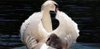 swan and cygnet