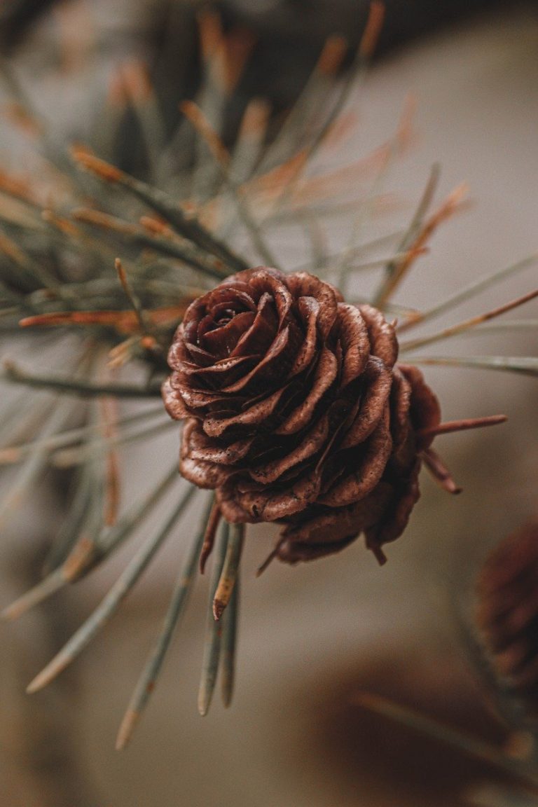 Pine cones and fir twigs and branches.