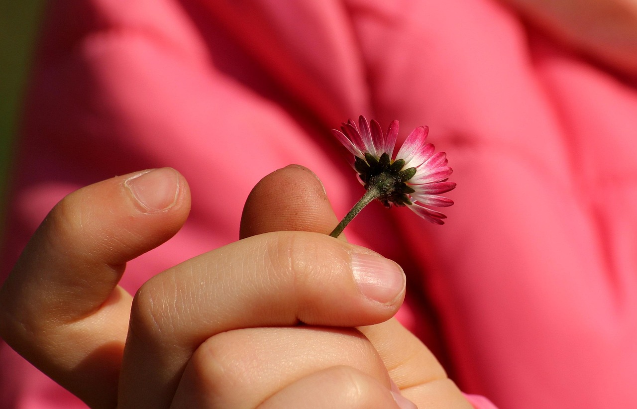 A child's hand holding a Daisy against a pink background
