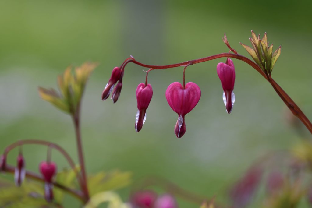 Four fuchsia flowers shaped like hearts, hanging from a stalk with rain drops dripping from the end