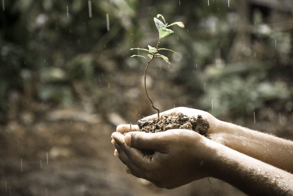 A pair of hands holding some soil and a seedling, representing resilience in adopters